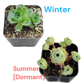 Greenovia dodrentalis Mountain Rose [Dormant in Summer]