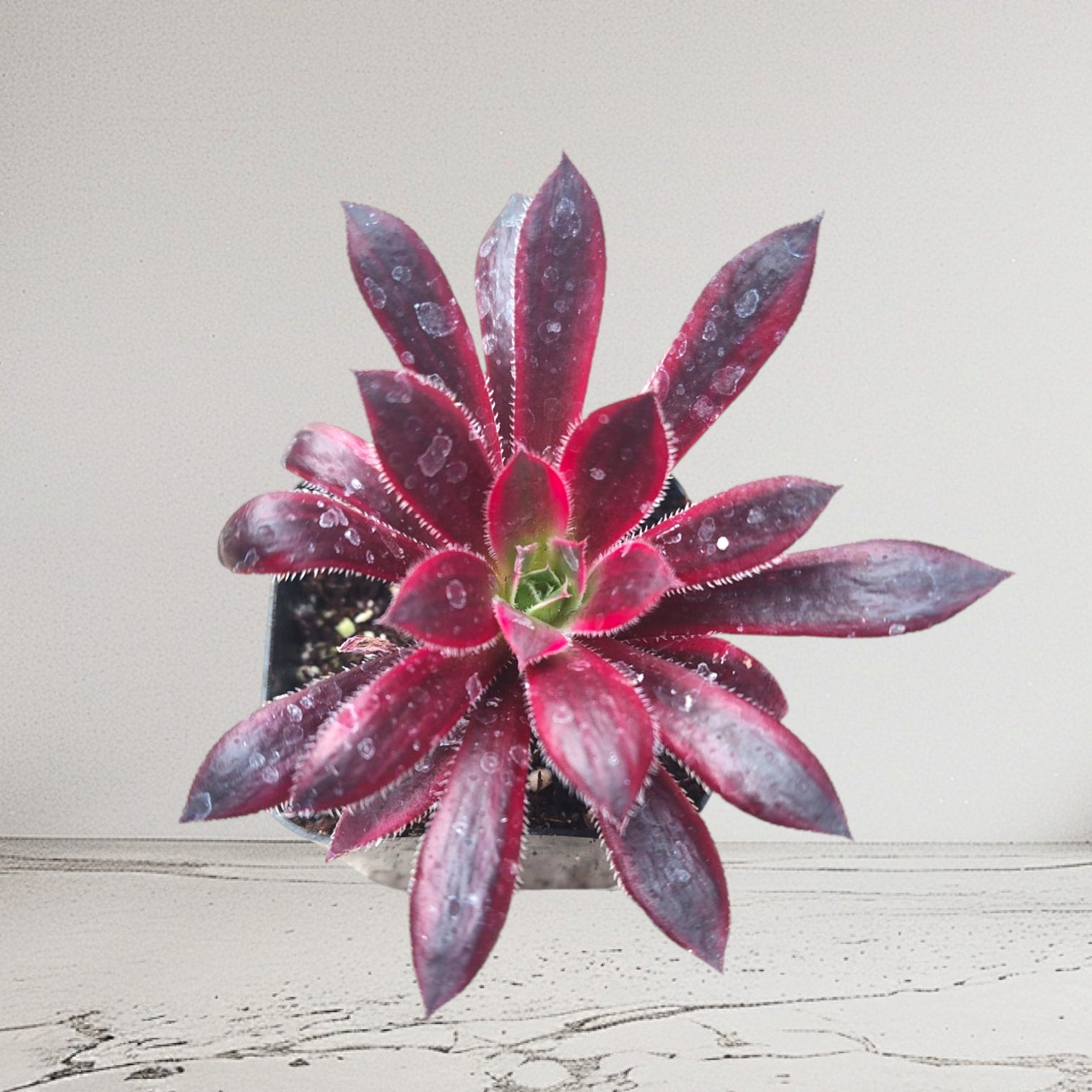 burgundy succulent plant Aeonium 'Phoenix' Variegata 2 Inch