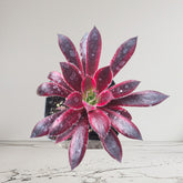 Aeonium 'Phoenix' Variegata succulent with burgundy rosette leaves.