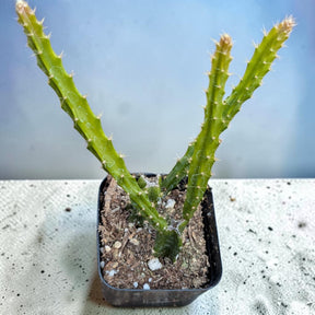 Aporophyllum 'Edna Bellamy' Hybrid Cactus