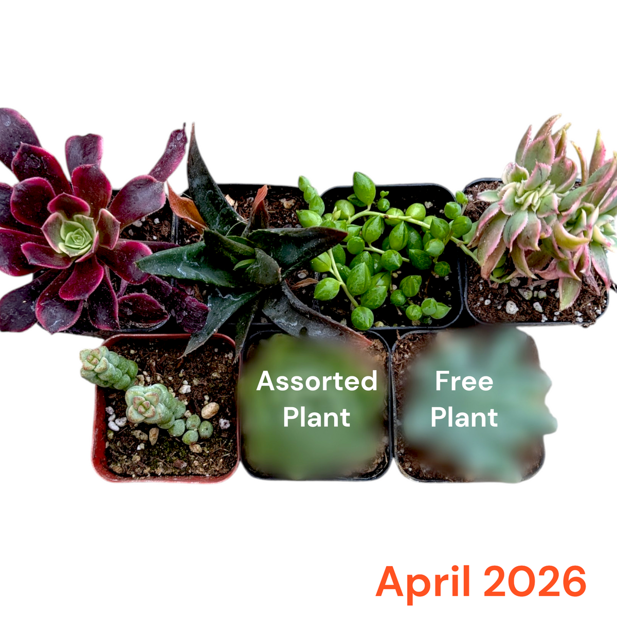 Monthly Subscription Box preview with assorted succulents, including free plant offer.