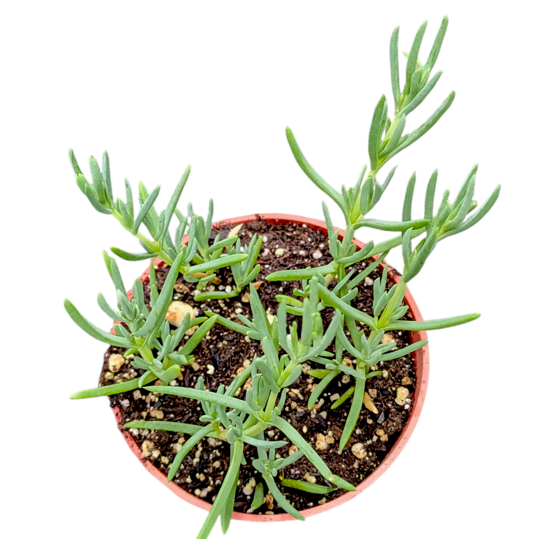 Mesembryanthemum Hot Pink - Pigface, Iceplant - Succulents Depot