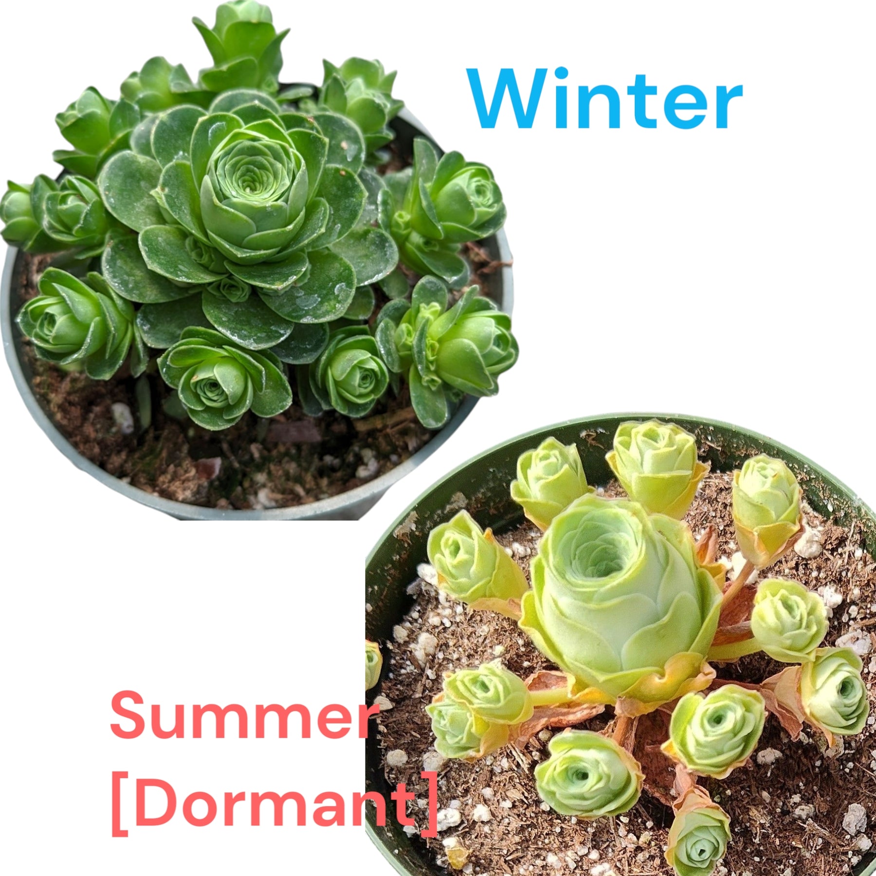 Greenovia dodrentalis Mountain Rose [Dormant in Summer]