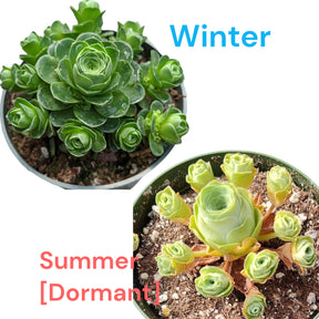 Greenovia dodrentalis Mountain Rose [Dormant in Summer]