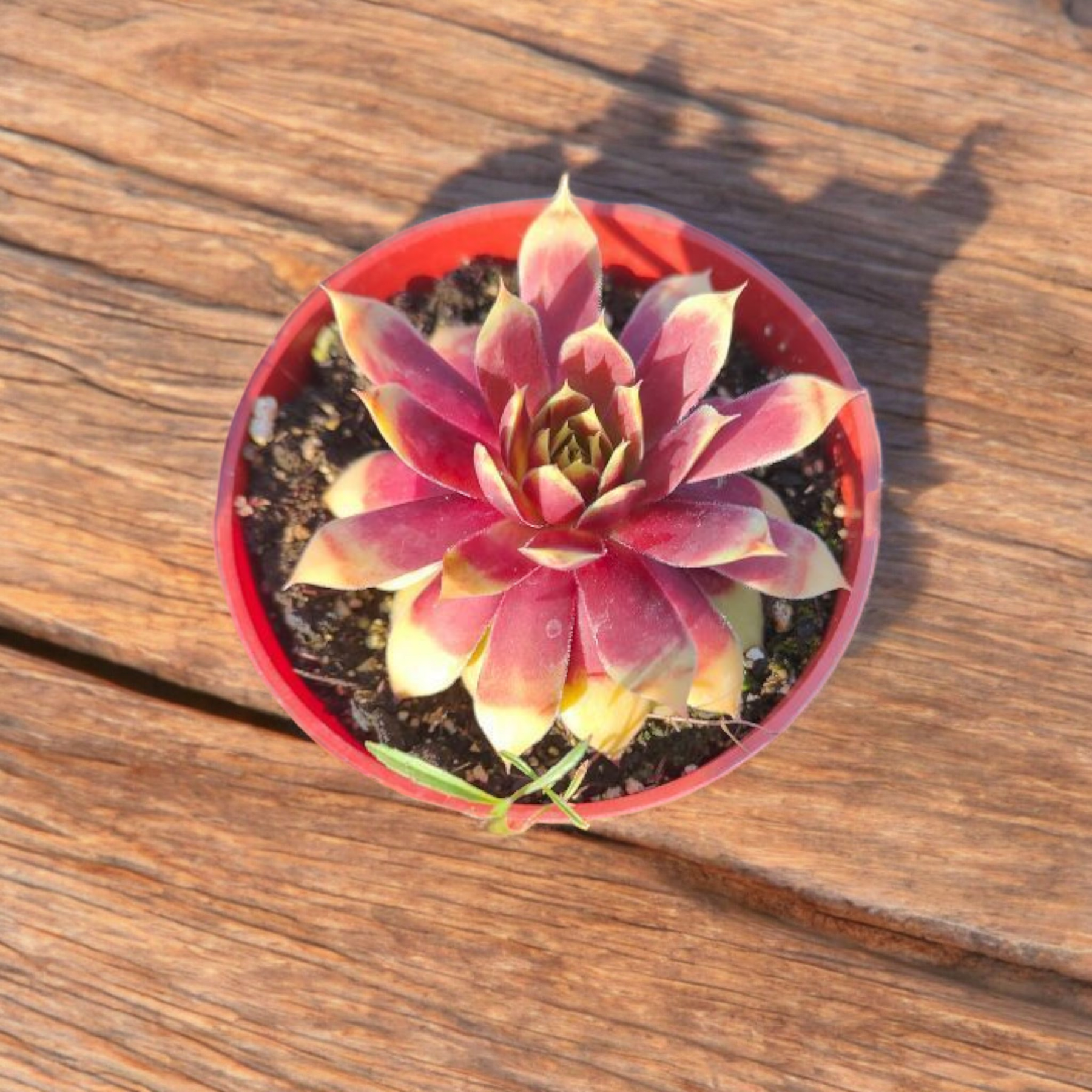 gold pot succulent Sempervivum Chick Charms® Gold Nugget™