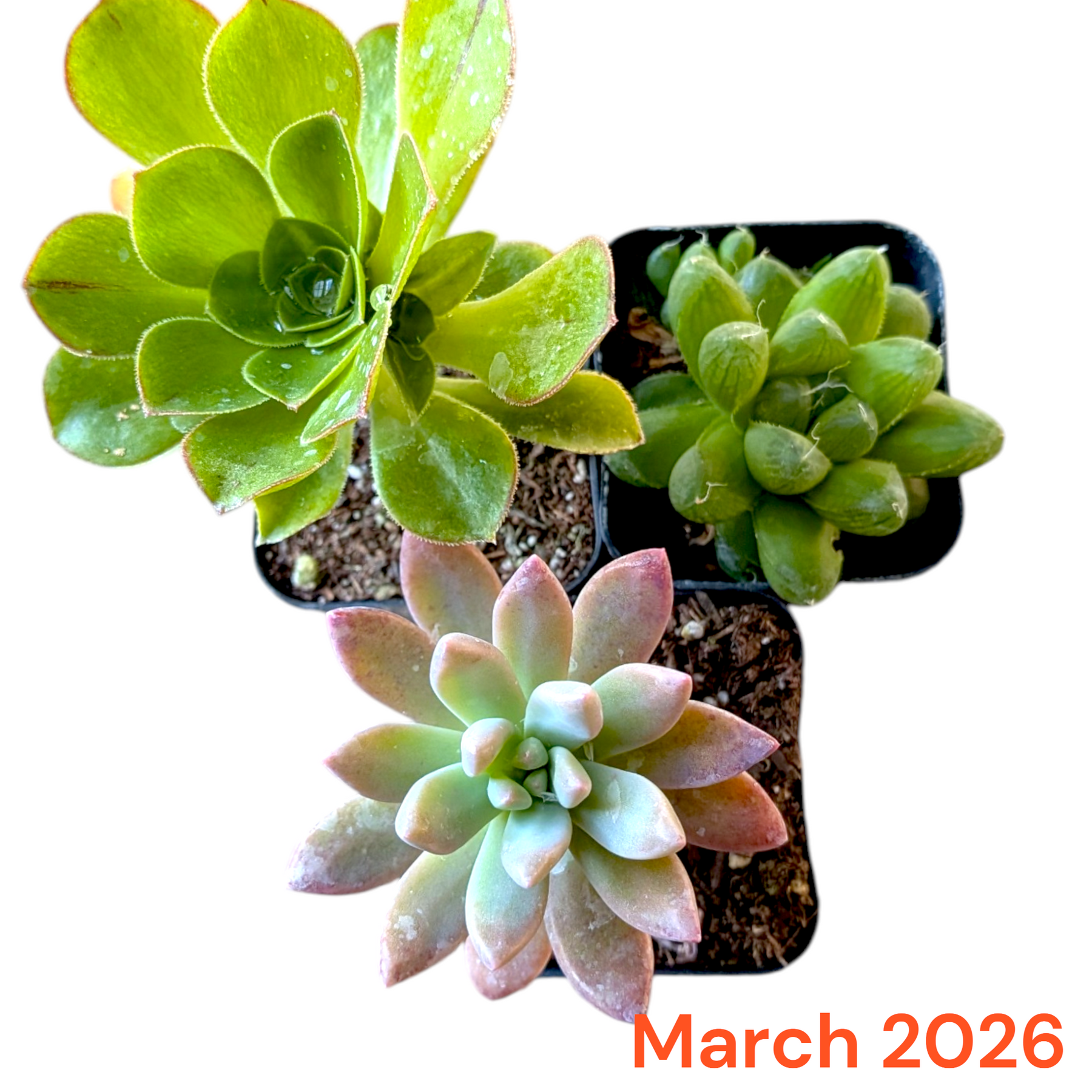 Monthly Subscription Box with three small potted succulents.