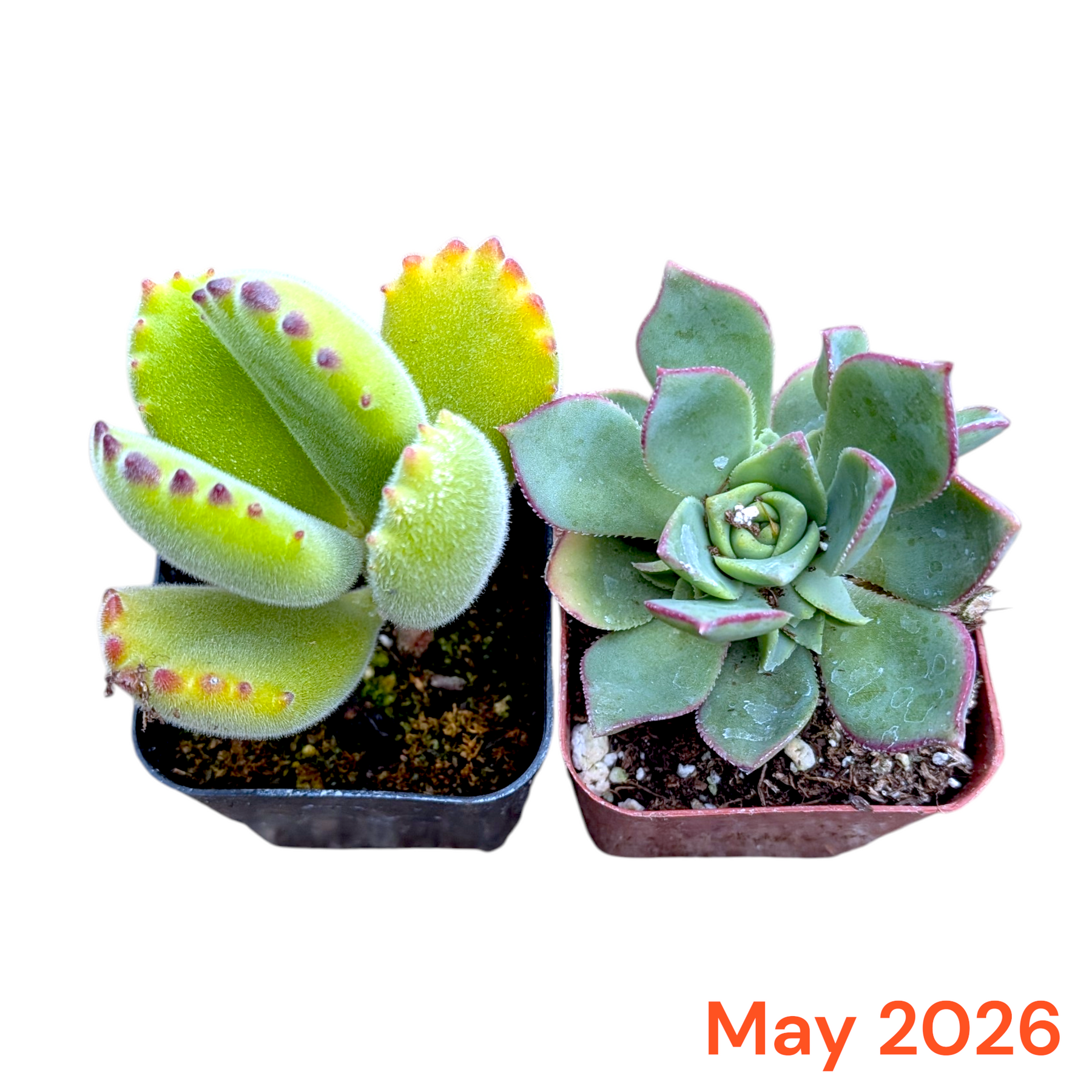 Two potted succulents with a 'May 2026' label on a white background