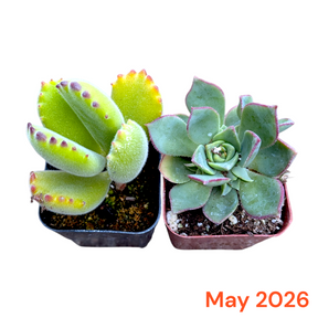 Two potted succulents with a 'May 2026' label on a white background