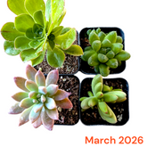 Monthly Subscription Box with four unique succulents.