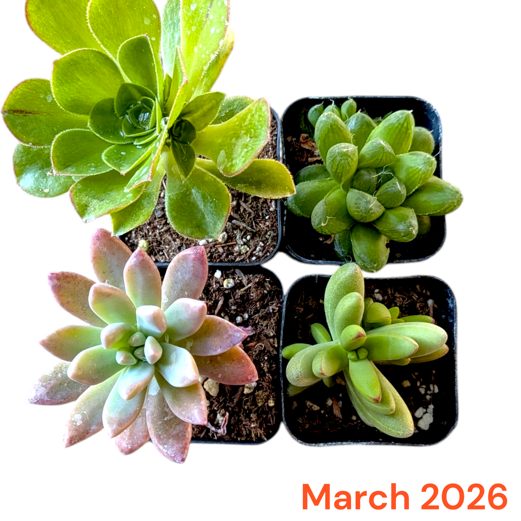 Monthly Subscription Box with four unique succulents.