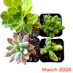 Monthly Subscription Box with four unique succulents.