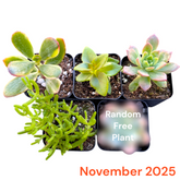 Monthly Subscription Box