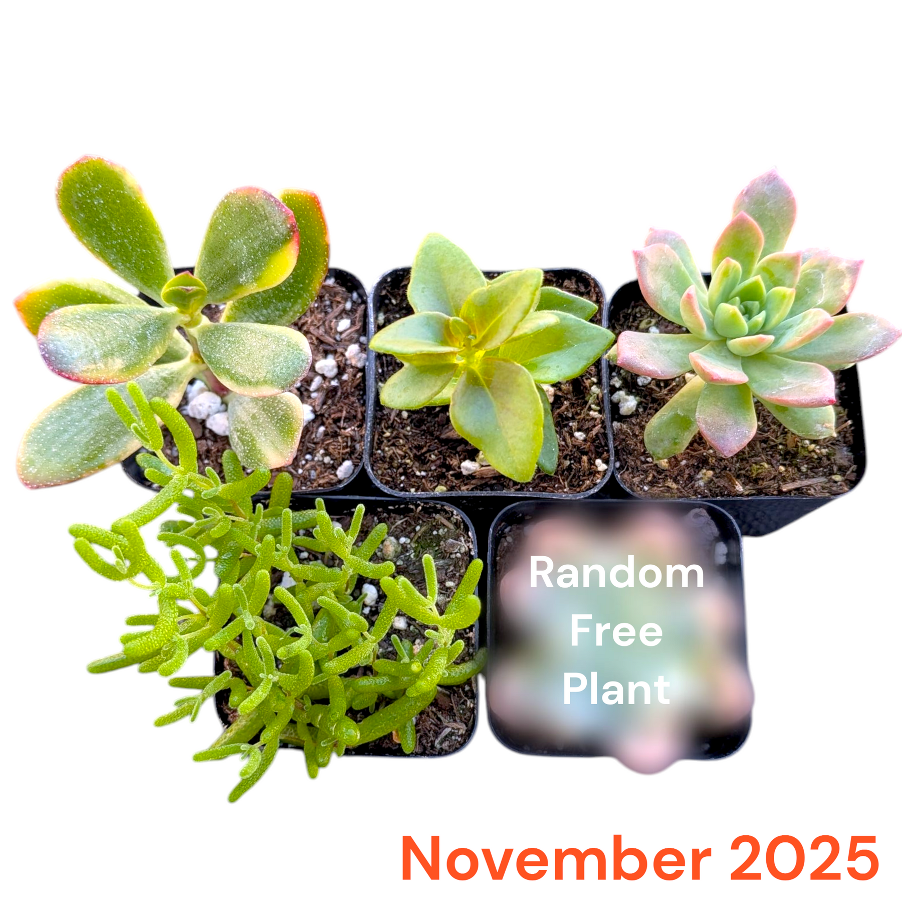 Monthly Subscription Box