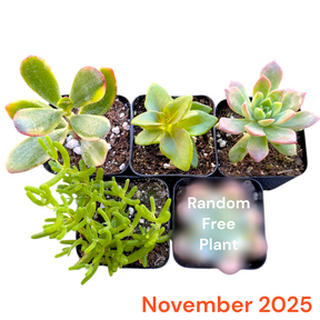 Monthly Subscription Box