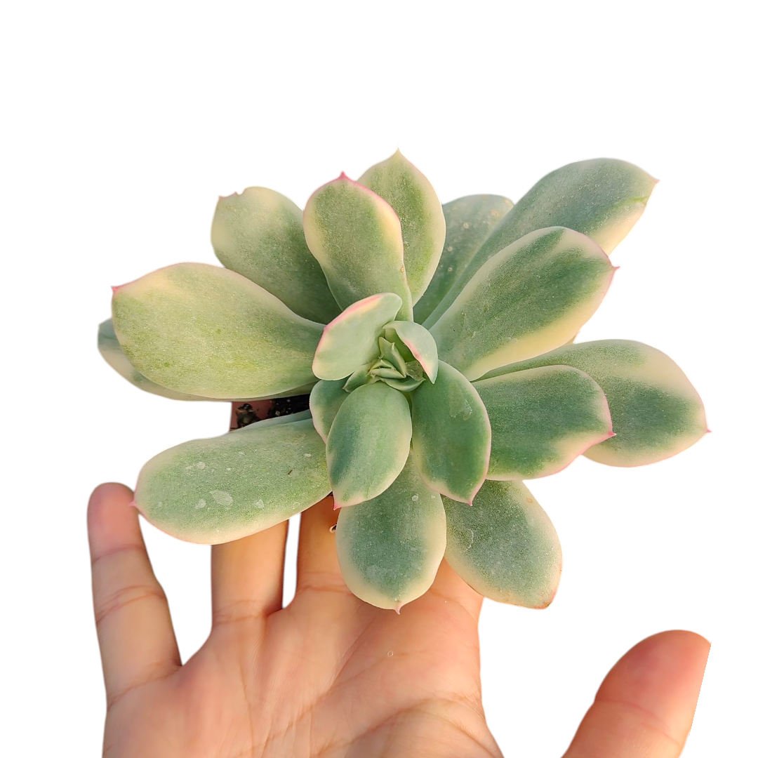 Echeveria Luella variegated
