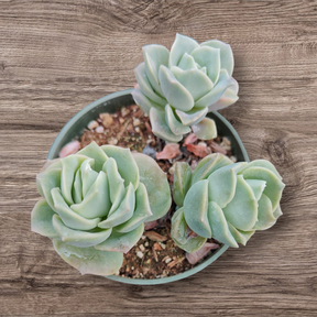 Graptoveria 'Lovely Rose' succulent in pot.