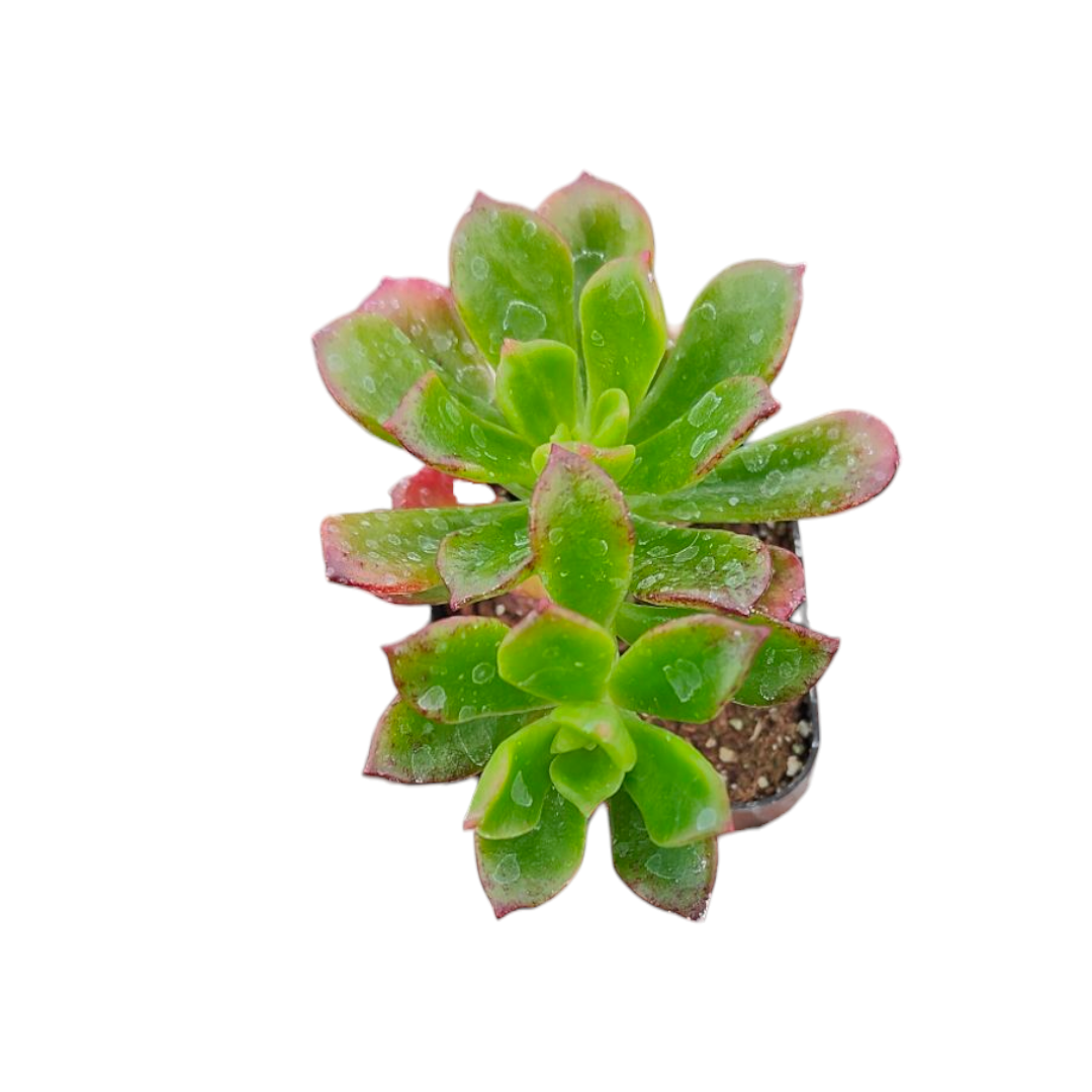 copper succulent Echeveria multicaulis 'Copper Rose'