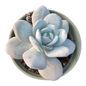 Echeveria Lauii