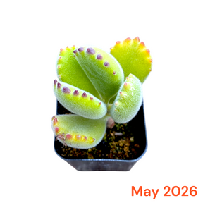 Cute succulent plant with fuzzy green leaves and pink tips in a pot on a white background, dated May 2026.
