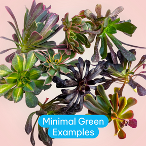 Aeonium Variety Pack