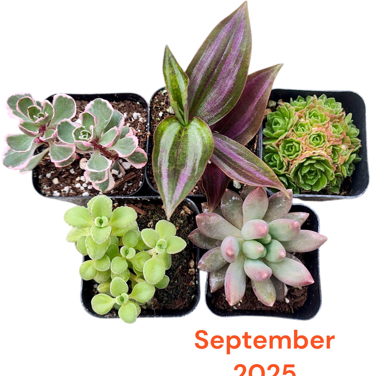 Monthly Subscription Box