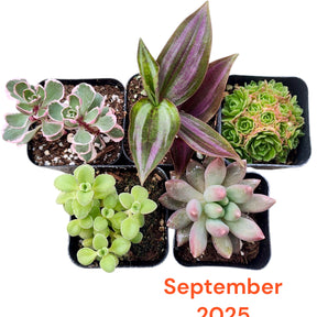 Monthly Subscription Box