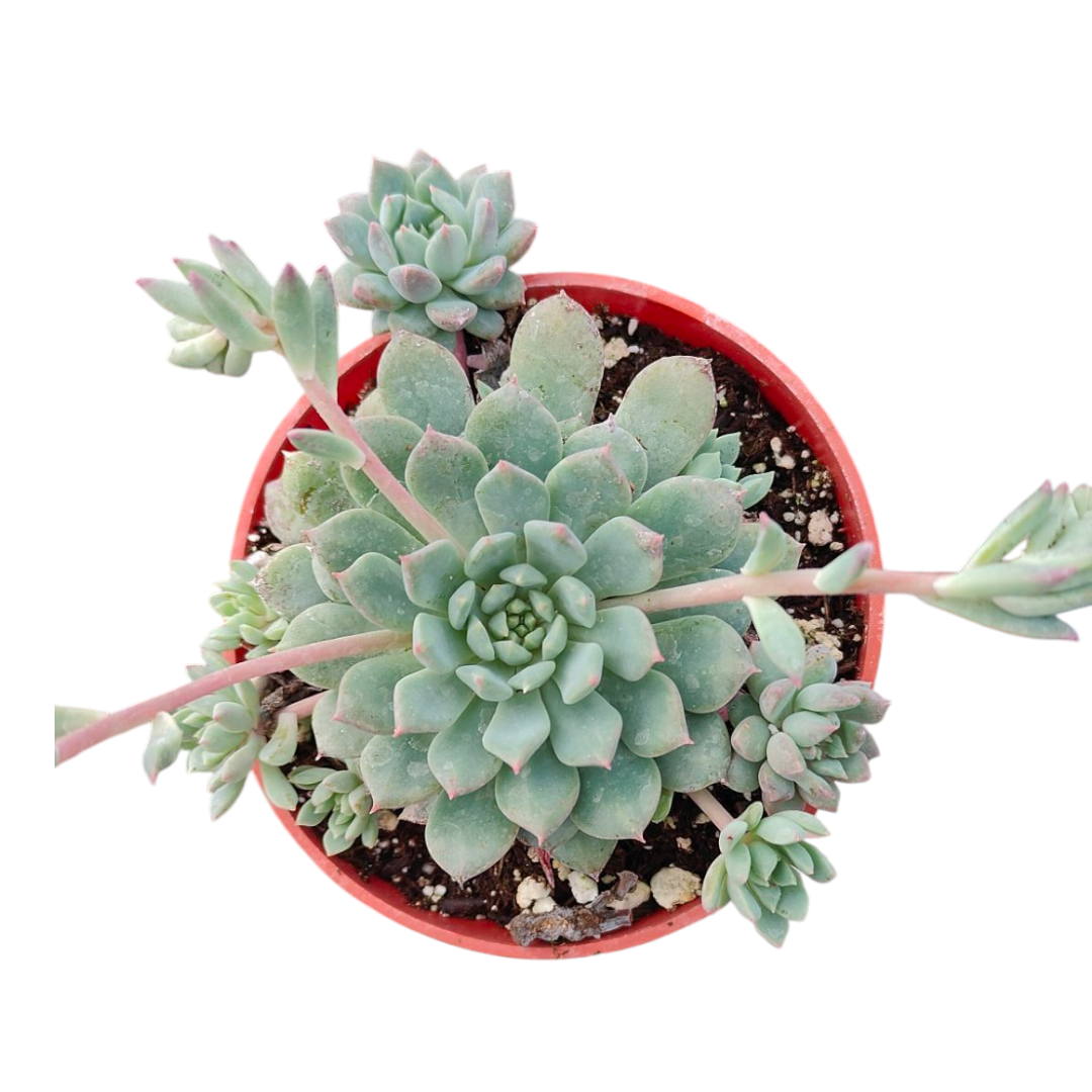 succulents that start with c Echeveria 'Chrissy N Ryan'