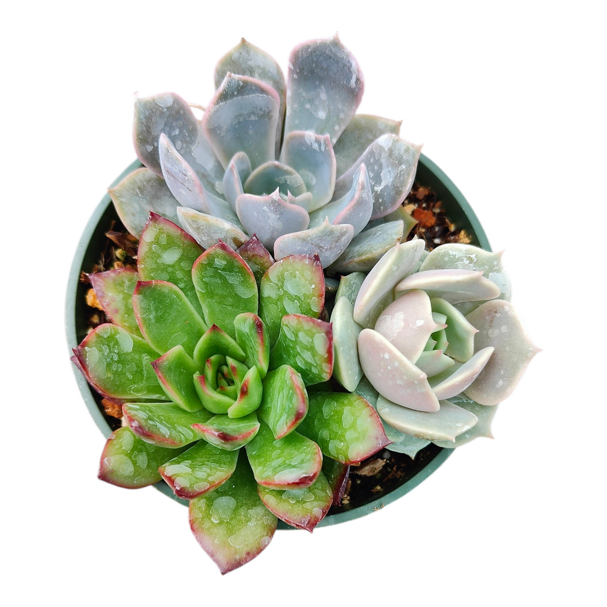 Succulents 3 in 1 (4 Inch) in green pot.