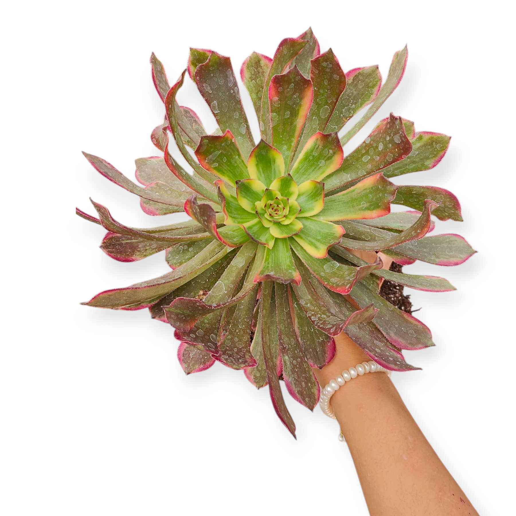 Aeonium Qingyi