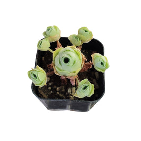Greenovia dodrentalis Mountain Rose [Dormant in Summer]
