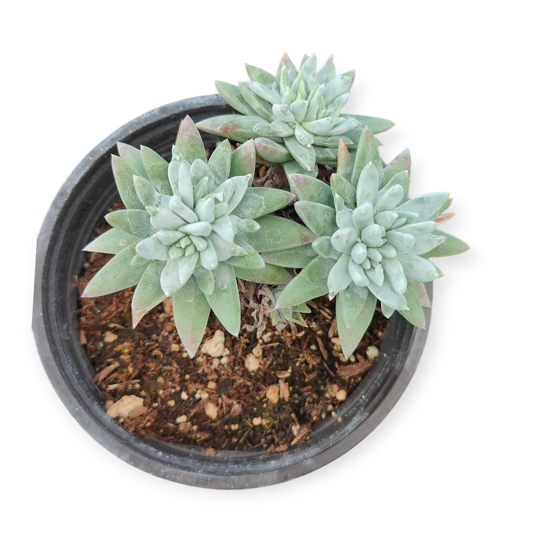 noona succulent Dudleya gnoma -
