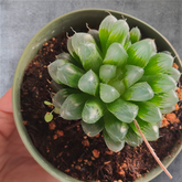 Haworthia cooperi var. truncata in green pot.