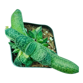 Dwarf Gasteria Variegata with mottled rosette leaves in pot.
