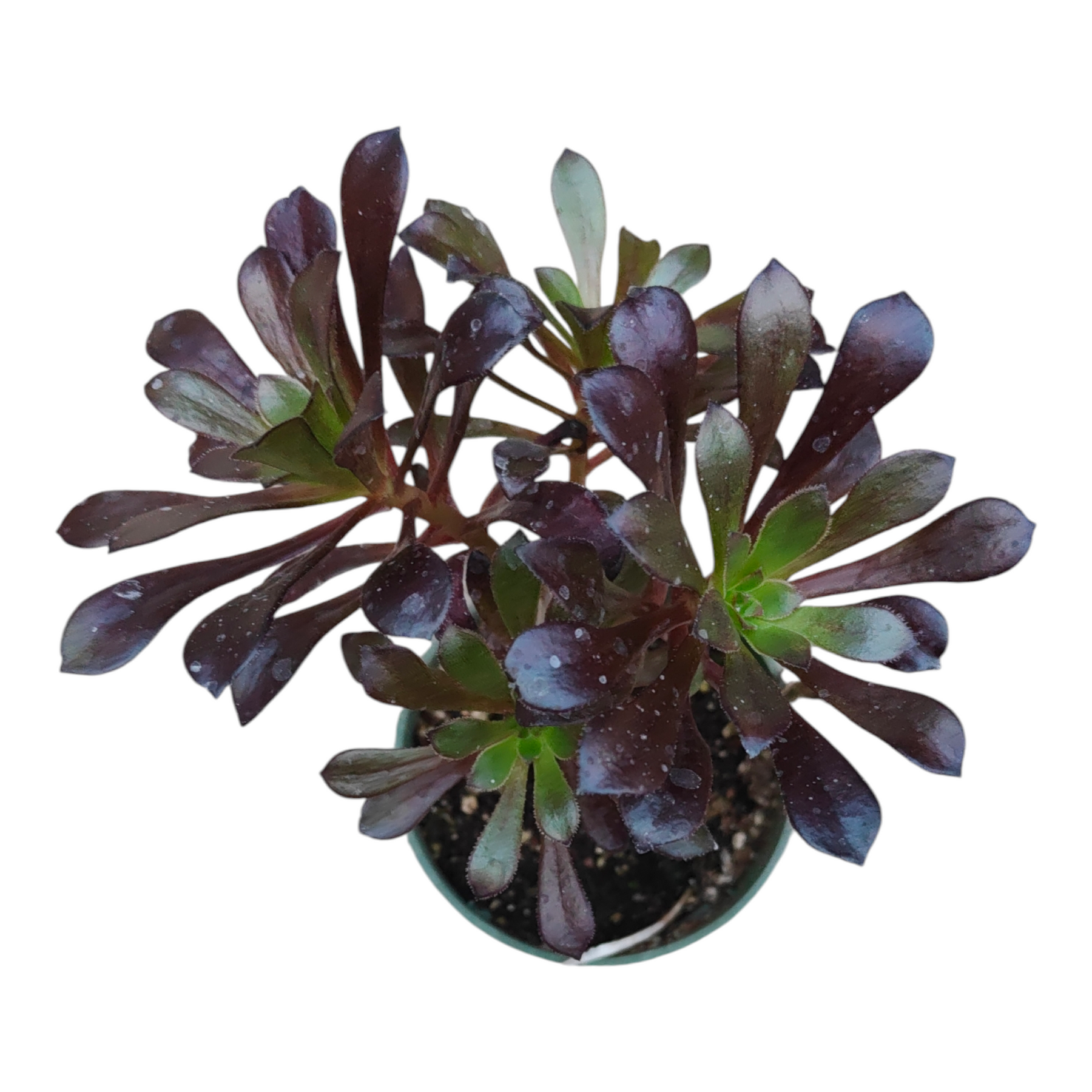 black purple succulent Aeonium arboreum 'Black Rose'