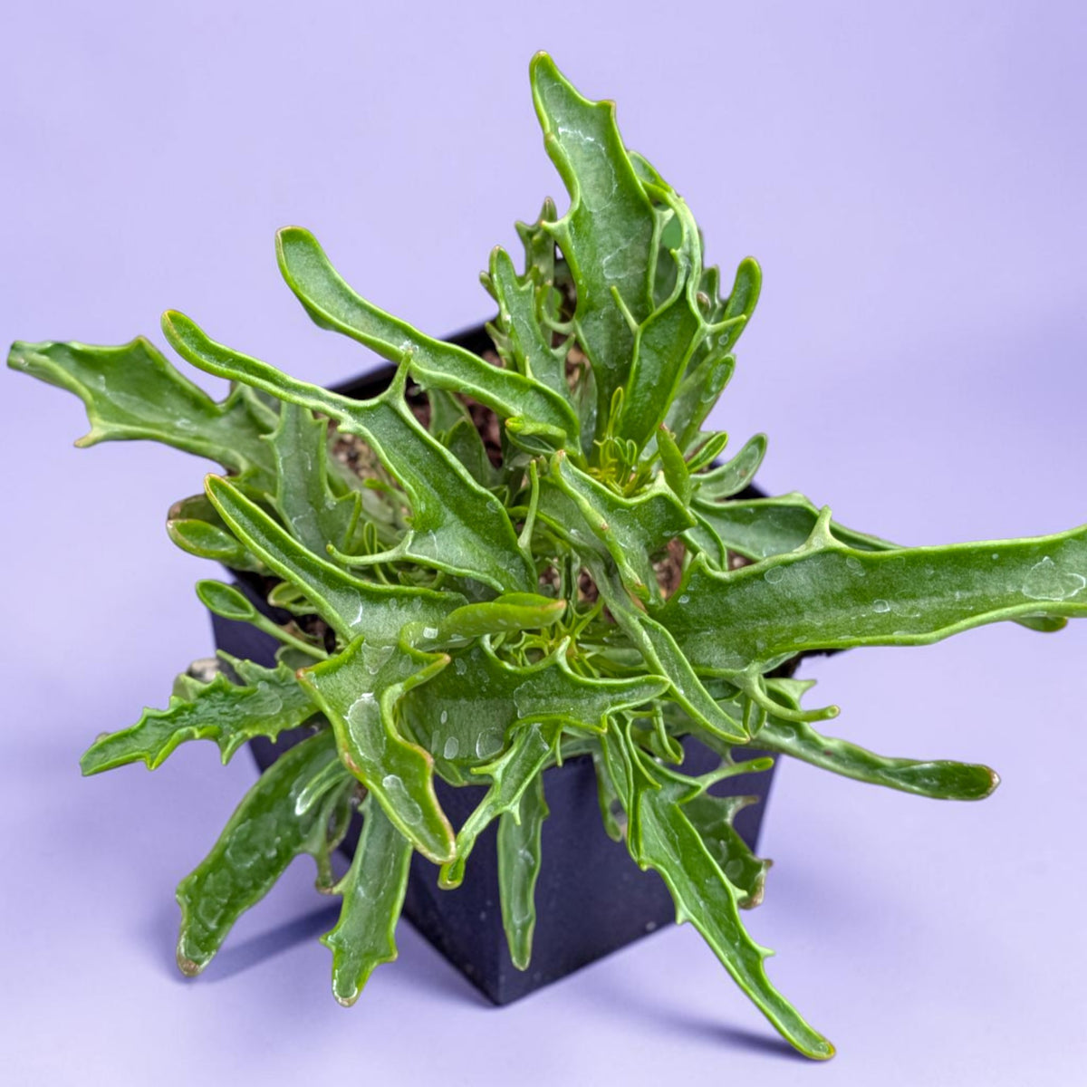 Kalanchoe 'Tarantula'