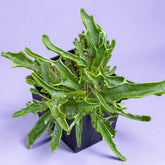 Kalanchoe 'Tarantula'