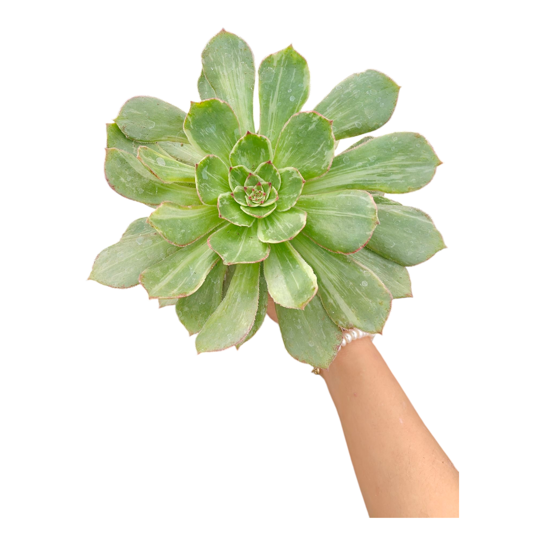 Aeonium Silk Variegata