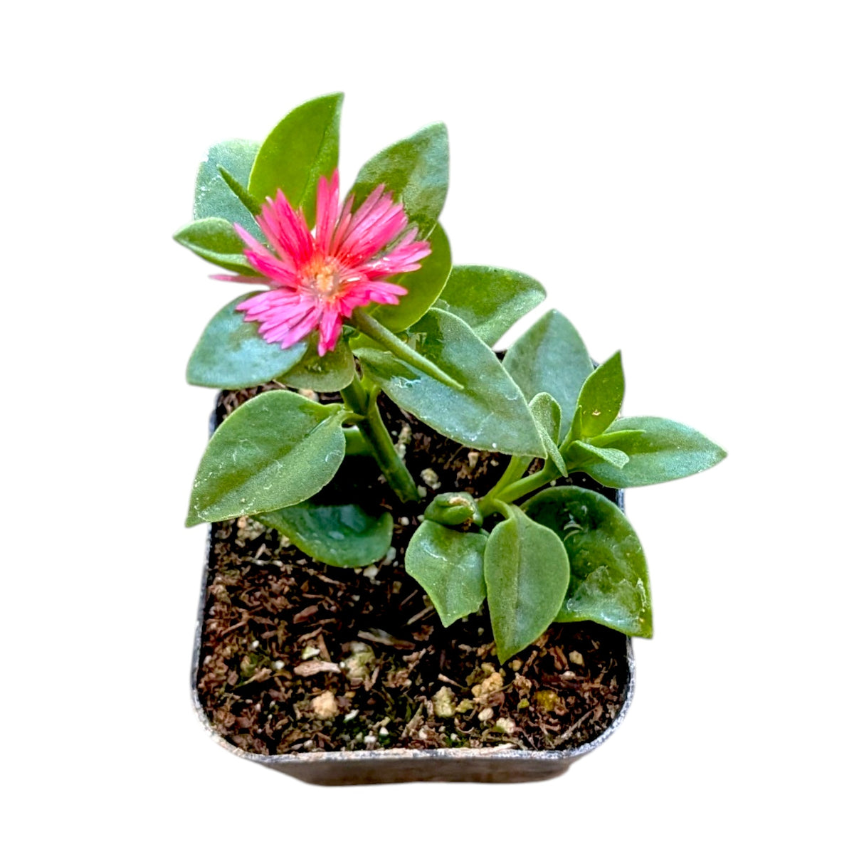 Aptenia cordifolia Baby Sun Rose Plant