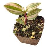 Tradescantia Chrysophylla Variegated Baby Bunny Bellies