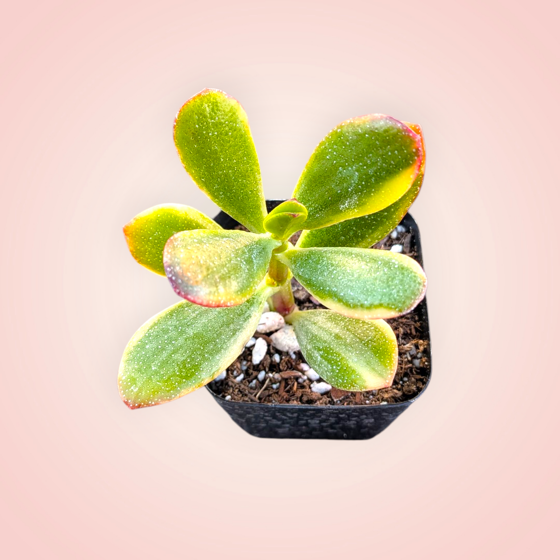 lemon jade plant Crassula ovata 'Lemon and Lime' Variegated Jade -