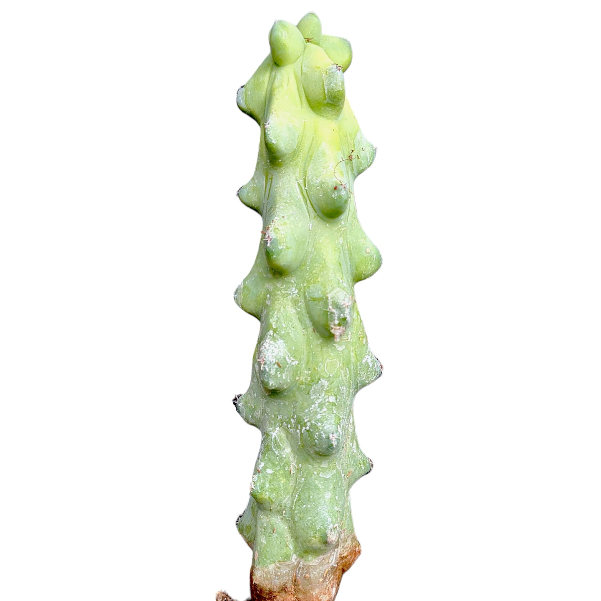 Myrtillocactus Geometrizans Boobie Cactus