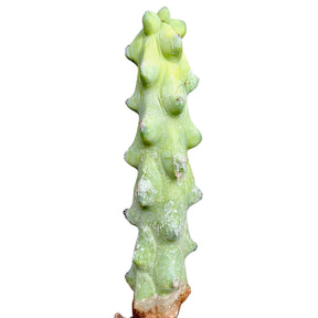 Myrtillocactus Geometrizans Boobie Cactus