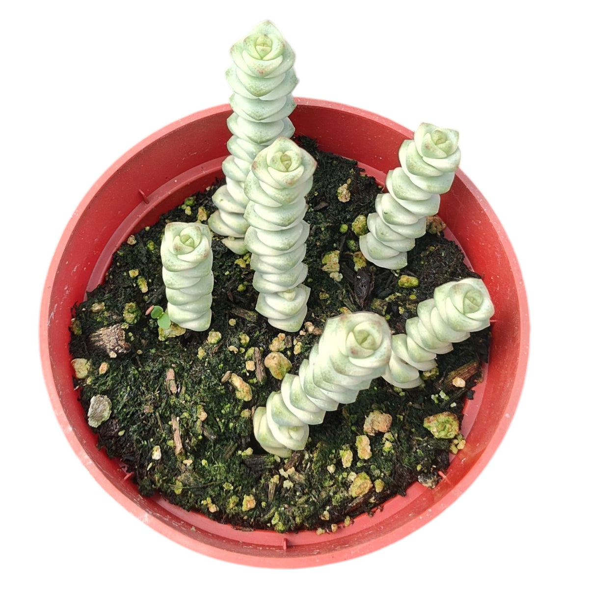 Crassula Fantasy 'Baby's Necklace' Variegated