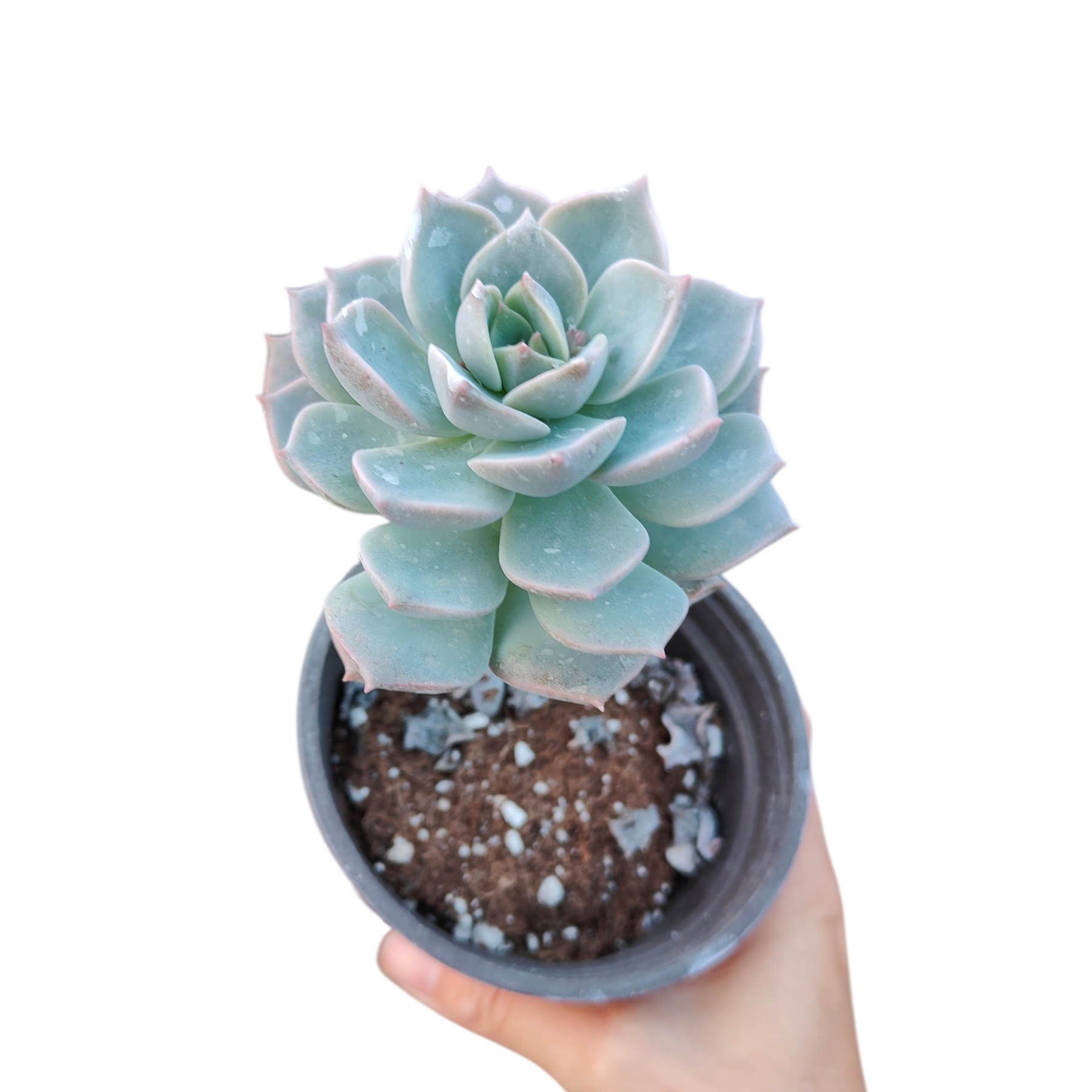 definition succulent Graptoveria 'White peony'