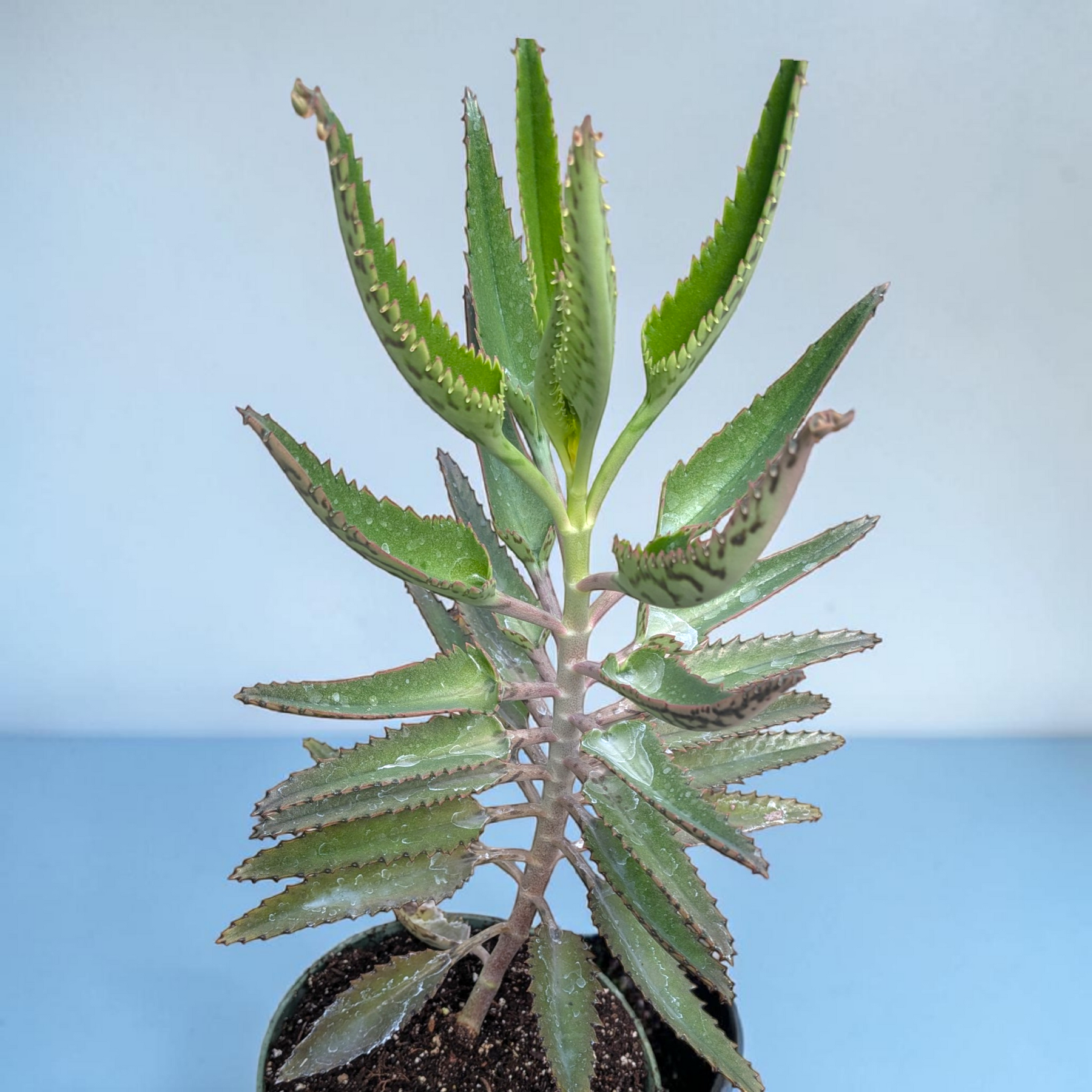 Kalanchoe tubiflora 'Mother of Millions' 8 Inch in pot.