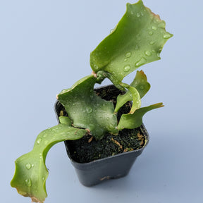 Epiphyllum Curly Locks Orchid Cactus cuttings in nursery pot.