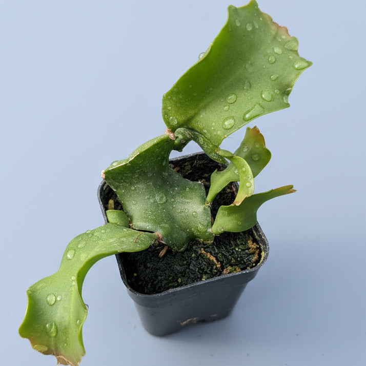 Epiphyllum Curly Locks Orchid Cactus cuttings in nursery pot.