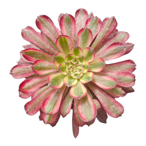 Aeonium Garnet Red Copper Yellow Brocade Succulent Plant