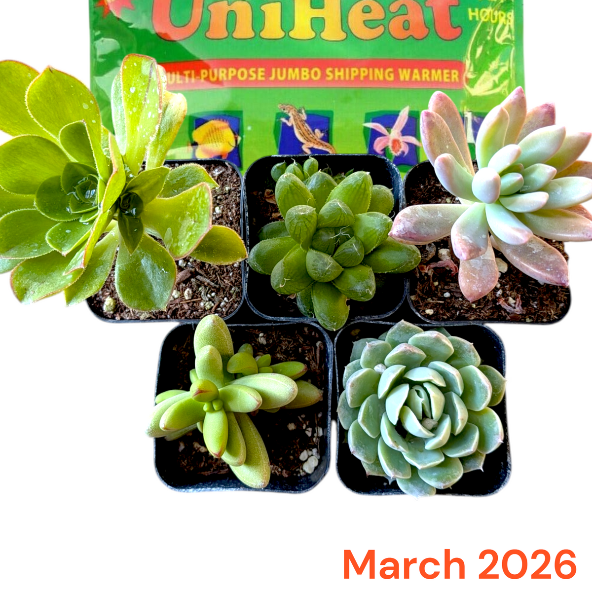 Monthly Subscription Box with five potted succulents and shipping warmer.