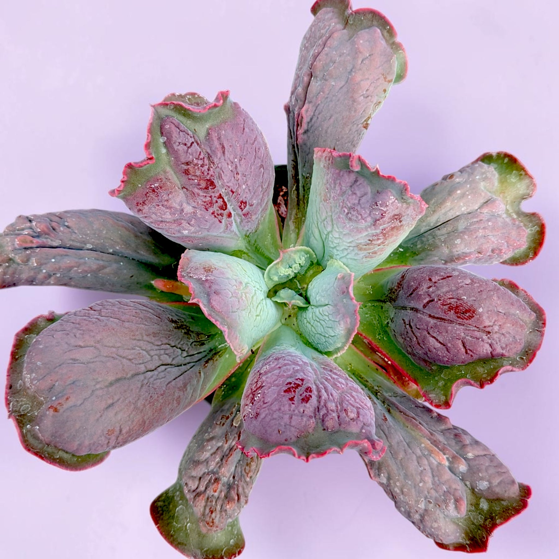 Echeveria 'Linguas'